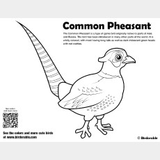 Common Pheasant Coloring Page