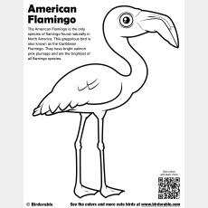 American Flamingo Coloring Page
