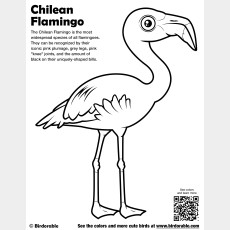 Chilean Flamingo Coloring Page