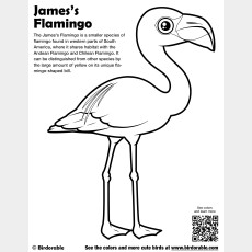 James's Flamingo Coloring Page