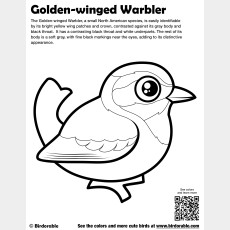 Golden-winged Warbler Coloring Page