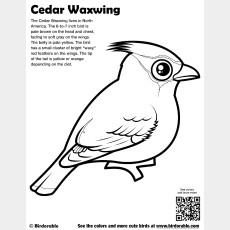 Cedar Waxwing Coloring Page