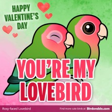 Valentine's Day "You're My Lovebird" Shareable Graphic