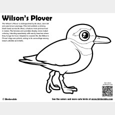 Wilson's Plover Coloring Page