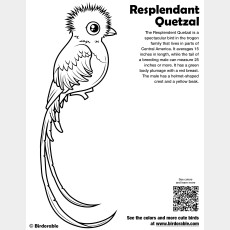 Resplendent Quetzal Coloring Page