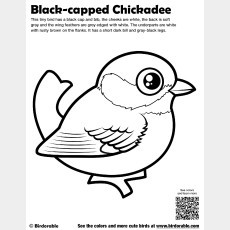 Black-capped Chickadee Coloring Page