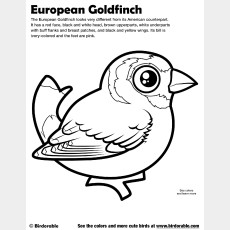 European Goldfinch Coloring Page