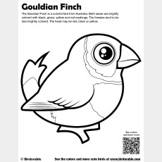 Gouldian Finch Coloring Page