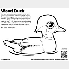 Wood Duck Coloring Page