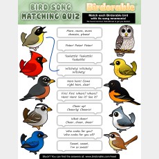 Bird Song Quiz