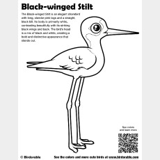 Black-winged Stilt Coloring Page