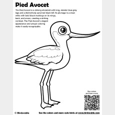 Pied Avocet Coloring Page