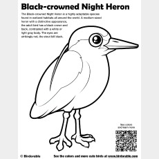 Black-crowned Night Heron Coloring Page