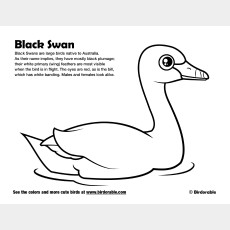 Black Swan Coloring Page
