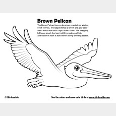 Brown Pelican Coloring Page