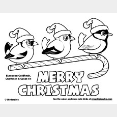 Christmas European Backyard Birds Coloring Page