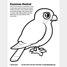 Common Kestrel Coloring Page