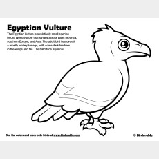 Egyptian Vulture Coloring Page