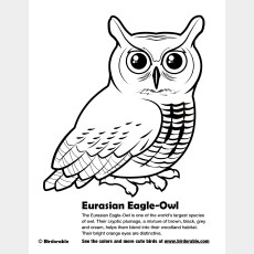 Eurasian Eagle-Owl Coloring Page