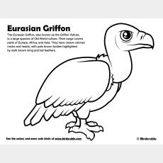 Eurasian Griffon Coloring Page