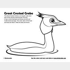 Great Crested Grebe Coloring Page