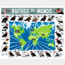 Buitres del Mundo