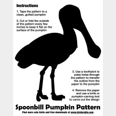 Spoonbill Pumpkin Pattern