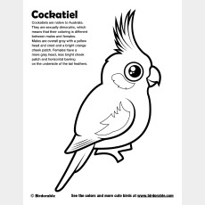 Cockatiel Coloring Page