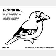 Eurasian Jay Coloring Page