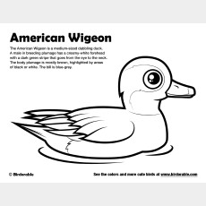American Wigeon Coloring Page