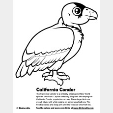California Condor Coloring Page