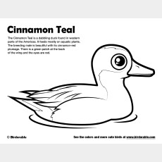 Cinnamon Teal Coloring Page