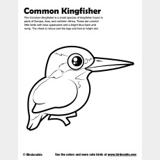 Common Kingfisher Coloring Page