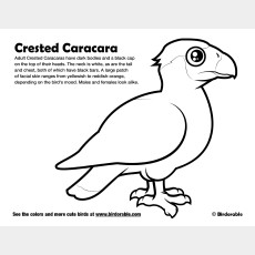 Crested Caracara Coloring Page