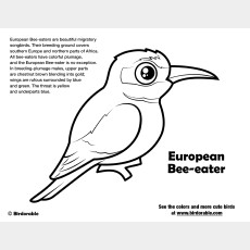 European Bee-eater Coloring Page
