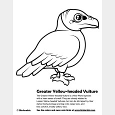 Greater Yellow-headed Vulture Coloring Page