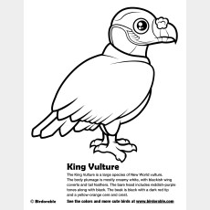 King Vulture Coloring Page