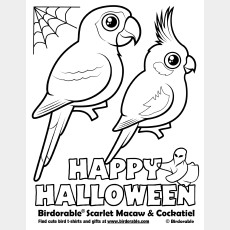 Halloween Scarlet Macaw and Cockatiel Coloring Page