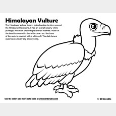 Himalayan Vulture Coloring Page