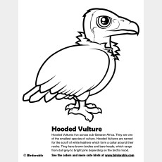 Hooded Vulture Coloring Page