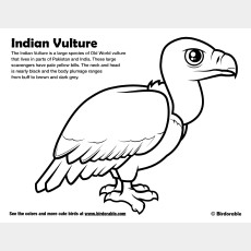 Indian Vulture Coloring Page
