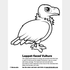 Lappet-faced Vulture Coloring Page