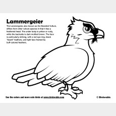 Lammergeier Coloring Page