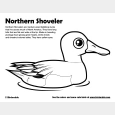 Northern Shoveler Coloring Page