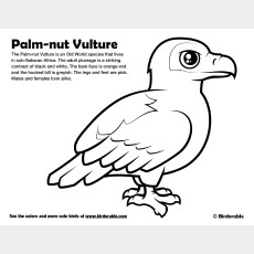 Palm-nut Vulture Coloring Page