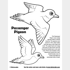 Passenger Pigeon Coloring Page