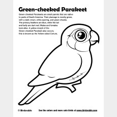 Green-cheeked Parakeet Coloring Page