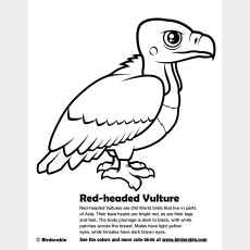 Red-headed Vulture Coloring Page
