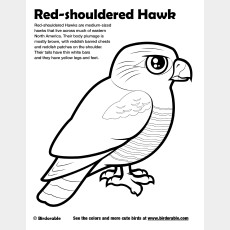 Red-shouldered Hawk Coloring Page