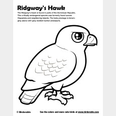 Ridgway's Hawk Coloring Page
